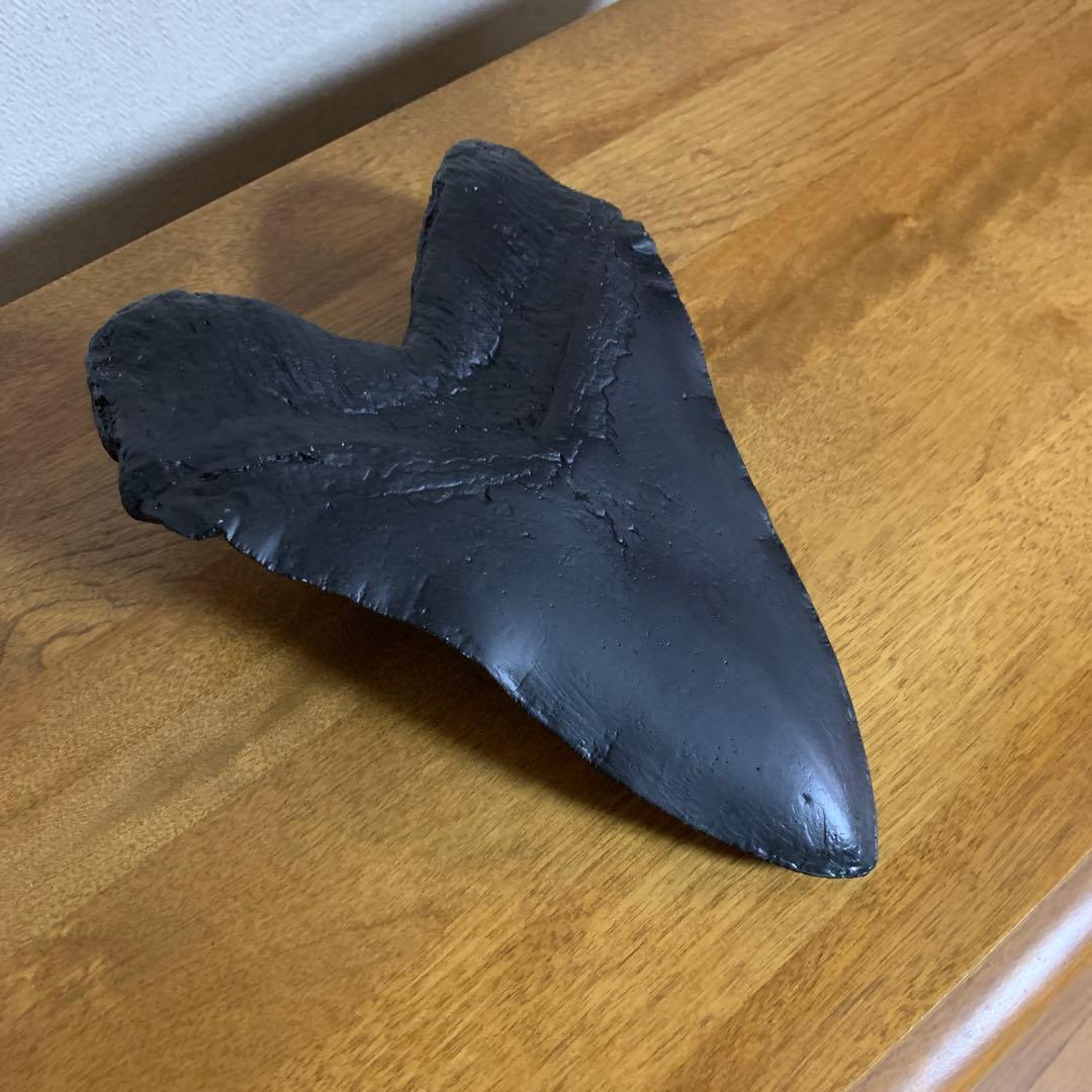 ￼史上最大級￼メガロドンの歯 レプリカ￼(ジャンク品￼)