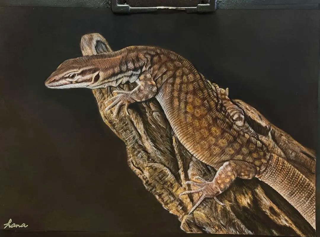 リッジテールモニター（トゲオオオトカゲ）　色鉛筆画